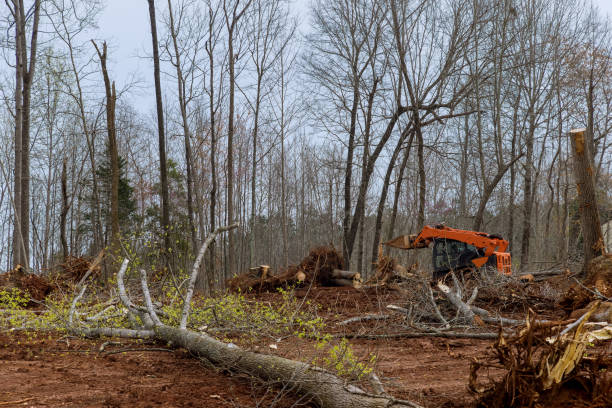 Leaf Removal in Madison, AL