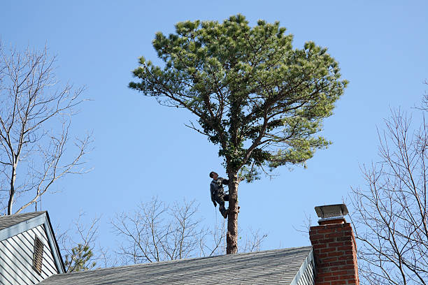 How Our Tree Care Process Works  in  Madison, AL
